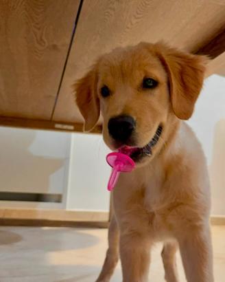 cucciola Golden Retriever linea americana 