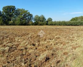 TER. AGRICOLO A CASTROCIELO