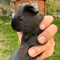 Cavie peruviane. Cuccioli 30 giorni