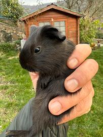 Cavie peruviane. Cuccioli 30 giorni