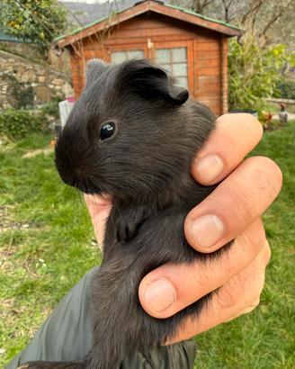 Cavie peruviane. Cuccioli 30 giorni