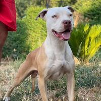 American Pitbull terrier
