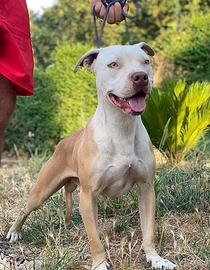 American Pitbull terrier