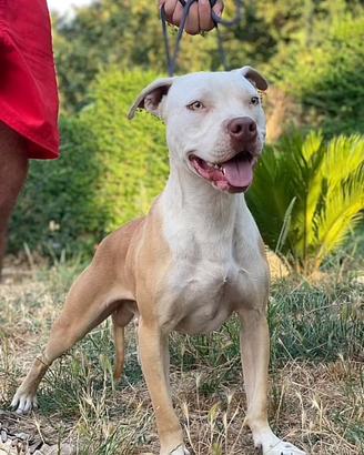 American Pitbull terrier