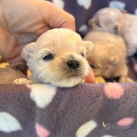 Maltipoo