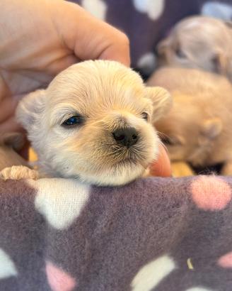 Maltipoo