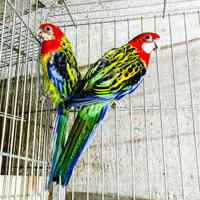 Coppia rosella comune
