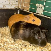 Cavia peruviana