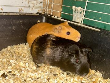 Cavia peruviana