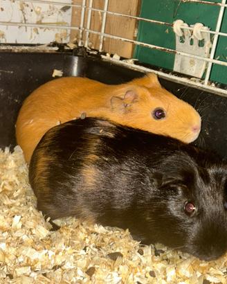 Cavia peruviana