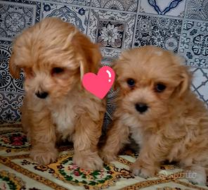 Maltipoo cuccioli