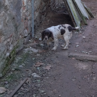 Springer spaniel