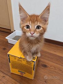 Cuccioli di Maine Coon