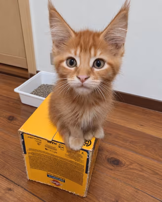 Cuccioli di Maine Coon