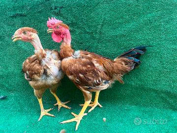 Galline collo nudo