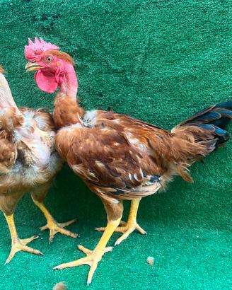Galline collo nudo