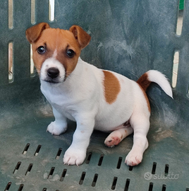 Jack Russel Terrier