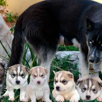 Siberian Husky