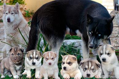 Siberian Husky