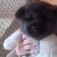 Cuccioli akita americano