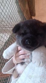 Cuccioli akita americano