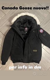 Canada goose