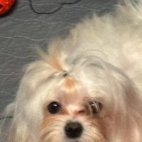 Maltese coreano