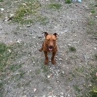 Pitbull adba