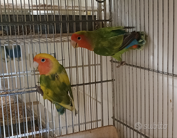 Inseparabili roseicollis