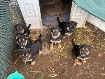 Pastore Tedesco incrocio