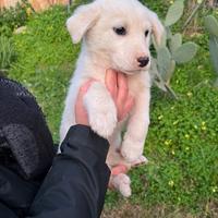 Gina, cucciola taglia media piccola in ADOZIONE