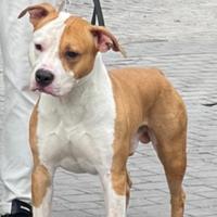 Amstaff