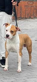 Amstaff
