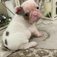 Meravigliosi Bulldog francese esotici