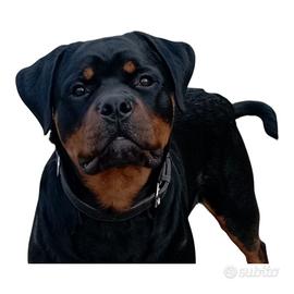 Rottweiler maschio in adozione