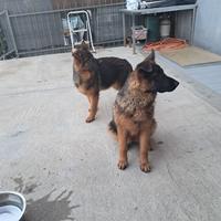 Ho due femmine di pastore tedesco