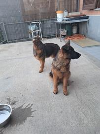 Ho due femmine di pastore tedesco