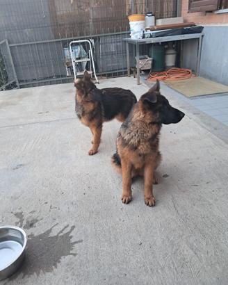 Ho due femmine di pastore tedesco