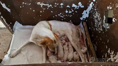 Cuccioli segugio istriano