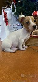 Cucciola di jack Russell