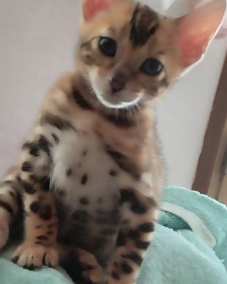 Bengal.ducati dolci afetuosi