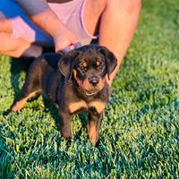 Cuccioli di Rottweiler