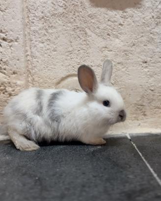 Coniglio nano