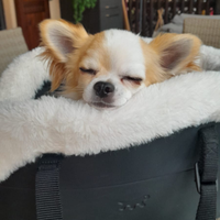 Chihuahua disponibile per monta