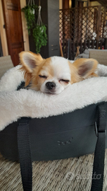 Chihuahua disponibile per monta