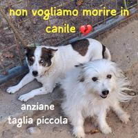 REBECCA &amp; BELL. ANZIANE DI TAGLIA PICCOLA