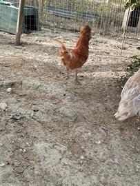 Gallo padovano