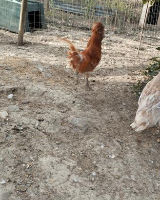 Gallo padovano