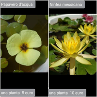 Piante per acquario laghetto e paludario