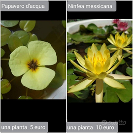 Piante per acquario laghetto e paludario